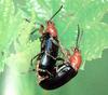 주홍배큰벼잎벌레 (짝짓기)