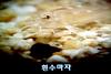 사라져가는 한국의 민물고기 - 흰수마자