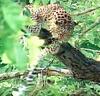 인도표범 Panthera pardus fusca (Indian Leopard)