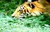 인도호랑이 [印度─, Bengal tiger] (벵골호랑이)