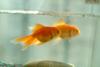 금붕어 Carassius auratus (Goldfish)