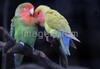 사랑 속삭이는 분홍머리 모란앵무 [나비뉴스 2008-03-25]