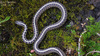 Coluber spinalis 실뱀 Tape Snake
