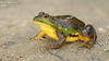 Pelophylax chosenicus (Rana plandyi chosenica) 금개구리 Korean Golden Frog