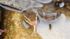 Gloydius ussuriensis 쇠살모사 Red-tongue Pit-Viper