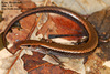 Scincella vandenburghi  도마뱀(미끈도마뱀) Skink