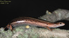 Scincella huanrensis 북도마뱀