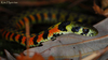 Rhabdophis tigrinus 유혈목이(tigrinus 아종) Tiger Keelback Snake