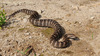 Gloydius saxatilis  까치살모사 Short-tailed Viper Snake