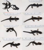 Hynobius leechii 도롱뇽 Korean Salamander