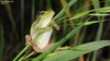 Hyla suweonensis 수원청개구리 Suweon Tree Frog  암컷