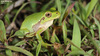 Hyla suweonensis 수원청개구리 Suweon Tree Frog  암컷