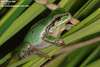 Hyla suweonensis 수원청개구리 Suweon Tree Frog  수컷 가을모습