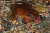 Rana huanrensis 계곡산개구리 Stream Brown Frog