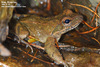 Rana huanrensis 계곡산개구리 Stream Brown Frog 수컷