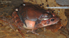 Rana huanrensis 계곡산개구리 Stream Brown Frog 짝짓기