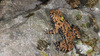 Bombina orientalis 무당개구리 Korean Fire-bellied Toad