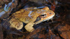 Rana dybowskii  산개구리(북방산개구리) Dybowski's Brown Frog