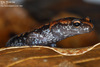 Karsenia koreana 이끼도롱뇽 Korean Crevice Salamander
