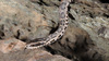 Gloydius brevicaudus 살모사 Viper Snake