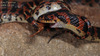 Dinodon rufozonatum 능구렁이 Red-banded Snake