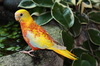 Turquoisine Parrot/Neophema pulchella:황오파린도라지아기