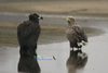 White-tailed Eagle & Black Vulture[흰꼬리수리 & 독수리]