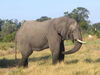 African Animals: African Elephant