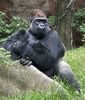 African Animals: Gorilla