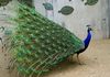 African Animals: Indian Peafowl - Pavo cristatus