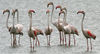 African Animals: Flamingo