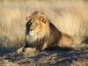 African Animals: Lion