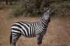 African Animals: Zebra