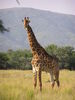 African Animals: Giraffe