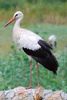 African Animals: Stork