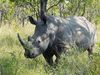 African Animals: Rhinoceros