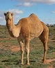 African Animals: Camel