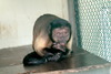 갈색꼬리감기원숭이 - Cebus apella