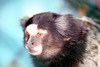 마모셋원숭이 - Callithrix jacchus