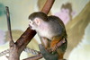 다람쥐원숭이 - Saimiri sciureus