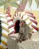 일본원숭이 (Japanese Macaque / Snow Monkey - Macaca fuscata)