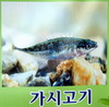 가시고기 - Pungitius sinensis sinensis