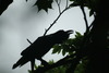 큰부리까마귀 - Corvus macrorhynchos