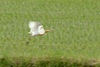 황로 / cattle egret / Bubulcus ibis