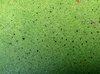 좀개구리밥 / Lemna paucicostata / Lesser Duckweed