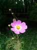 분홍색 코스모스 꽃 (Cosmos bipinnatus)
