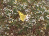 노랑나비 / Pale Clouded Yellow (Colias erate)