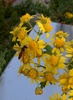 섬기린초 노란꽃 위의 호리꽃등에.