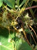 새삼 꽃을 찾은 황띠배벌
