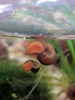 어항의 또아리물달팽이과 달팽이 형제 - Planorbarius corneus